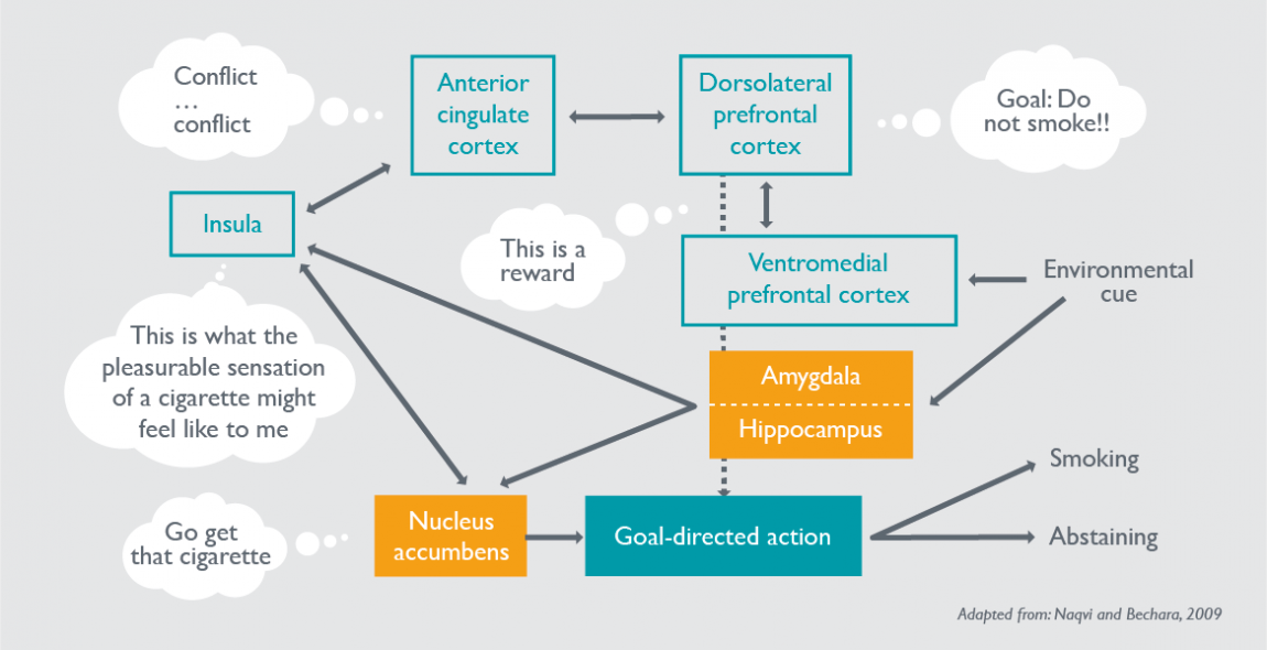 What is going on in the brain when people try to quit smoking