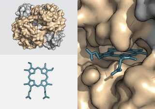 Protein stabilisation