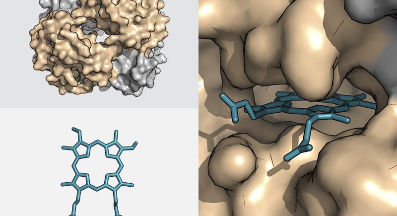 Protein stabilisation